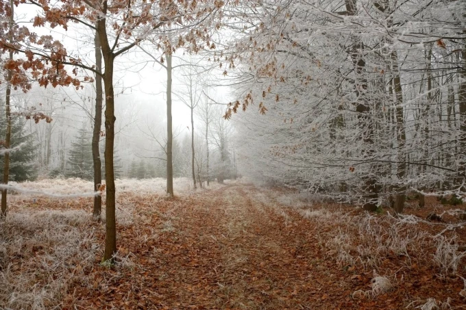 Frosted forest path wallpaper FP 4065 - Graphic design featuring a path surrounded by trees with frosted branches.