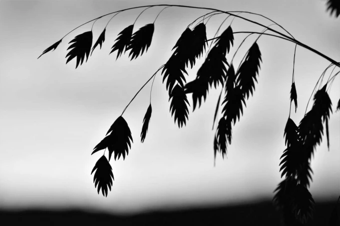 Wall mural with leaf shadows against the sky FP 4210 - Graphic design. Black leaf outlines on a light background.