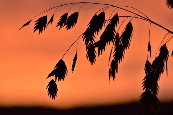 Wall mural with leaf shadows against a sky background FP 4210 - Dark leaves on an orange backdrop.