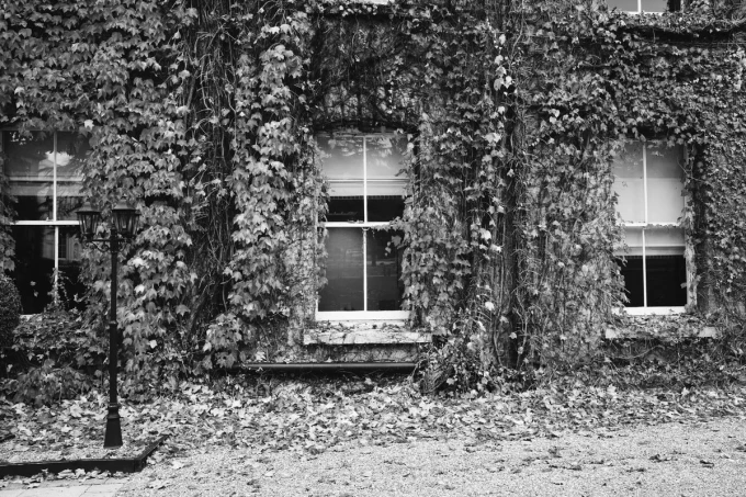Autumn ivy wall mural FP 4269 - Designed for outdoor spaces. Building covered in ivy.