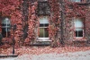 Autumn ivy wall mural FP 4269 - Garden decor. Red ivy leaves on a gray background.