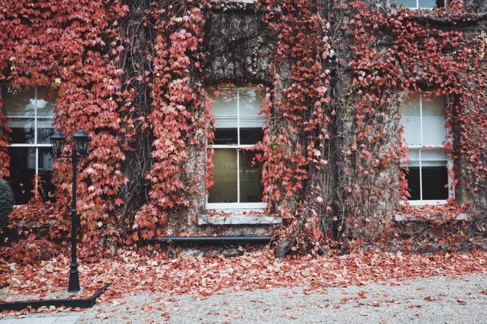 Autumn ivy wall mural FP 4269 - Garden decor. Red ivy leaves on a gray background.