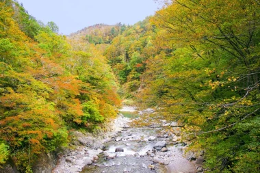 Wall mural tile autumn forest river FP 4328 - Graphic design. River surrounded by yellow trees.
