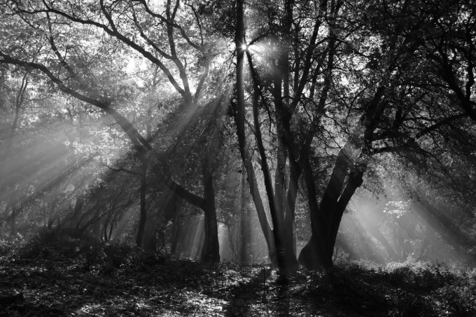 Wall mural of sunlight rays filtering through branches FP 4344 - Graphic pattern. Light beams passing through.