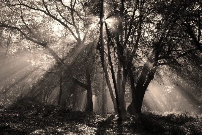 Wall mural of sun rays filtering through branches FP 4344 - Graphic design. Sunlight shines through.