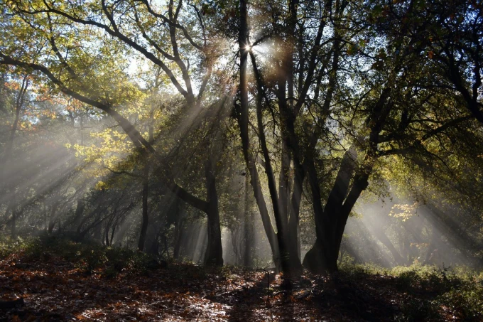 Wall mural of sun rays filtering through branches FP 4344 - Graphic pattern. Sunlight breaks through.