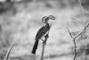 Wall mural of a bird on a dry branch FP 4394 - Graphic design in shades of gray.