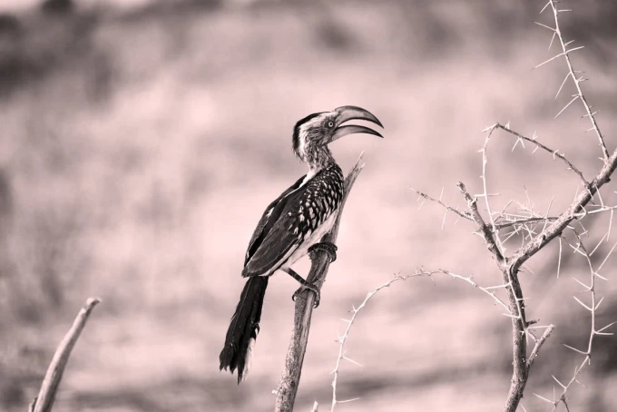 Wall mural with a bird on a thorny branch, FP 4394 - Graphic design.