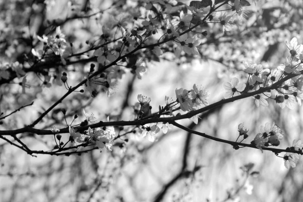 Cherry blossom wall mural FP 4445 - Graphic design with branches and white flowers against a blurred light background.