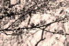 Cherry blossom wall mural FP 4445 - Graphic design featuring cherry flowers on branches in shades of white and gray.
