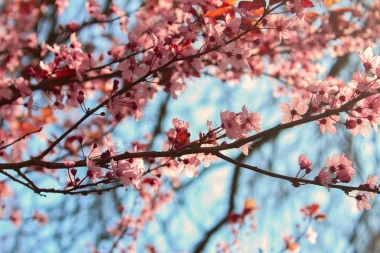 Cherry blossom wall mural FP 4445 - Graphic design. Pink flowers on branches against a sky backdrop.