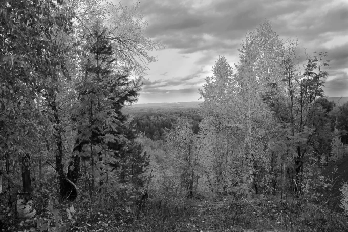 Autumn plants wall mural FP 4528 - Graphic design featuring gray trees and shrubs against clouds and horizon.