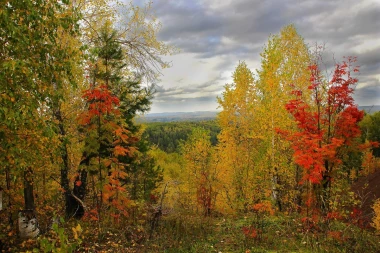 Autumn plants wall mural FP 4528 - Graphic design. Leaves in shades of yellow, orange, and red.