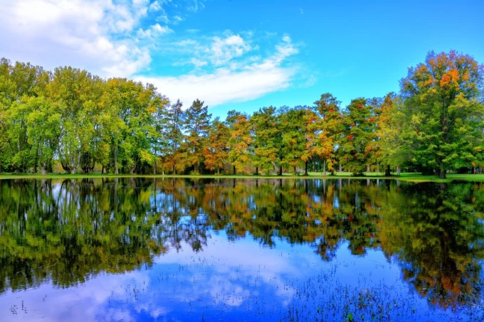 Autumn forest wallpaper by the lake FP 4529 - Graphic design with trees in shades of green and orange.