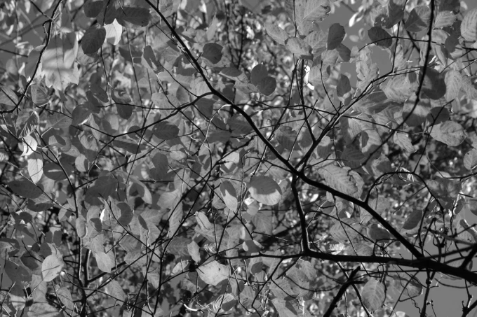 Autumn leaves wall mural FP 4551 - Graphic design with leaves in various shades of gray, intertwined.
