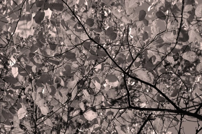 Autumn leaves wall mural FP 4551 - Graphic design in shades of brown and beige.
