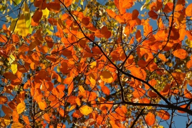Autumn leaves wallpaper FP 4551 - Graphic pattern with orange and yellow leaves on a background.