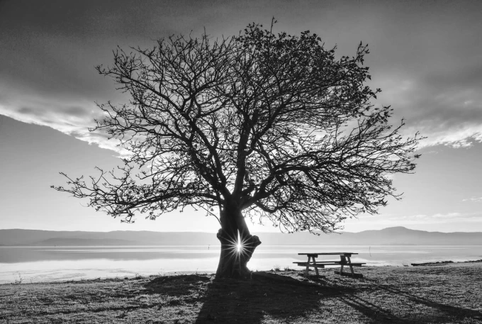 Wall mural disappearing sun FP 4564 - Graphic design. Tree with sprawling branches against a sunset backdrop.