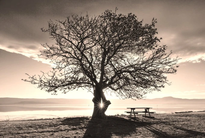 Wall mural disappearing sun FP 4564 - Graphic design. Tree against a sunset backdrop, picnic table below.