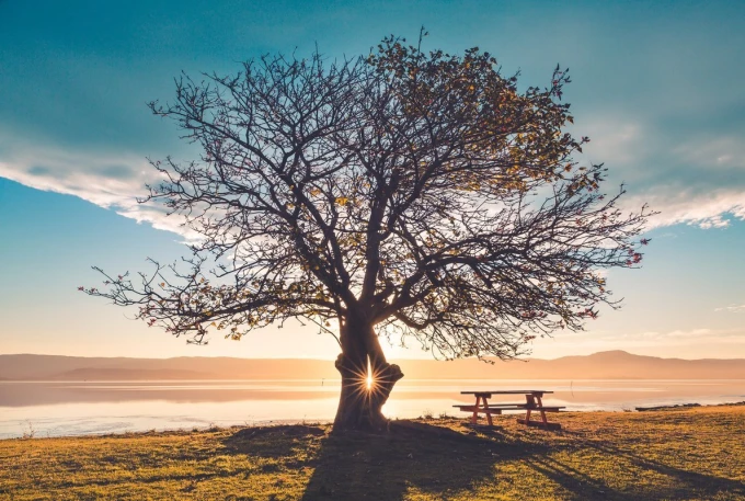 Wall mural disappearing sun FP 4564 - Graphic design. Tree with sun rays in the background, picnic table on grass.