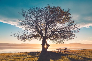 Wall mural disappearing sun FP 4564 - Graphic design. Tree with sun rays in the background, picnic table on grass.