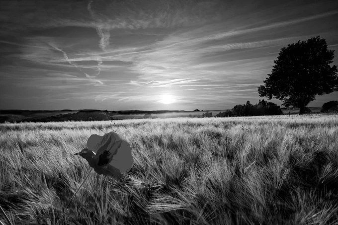 Red poppy wall mural at sunset FP 4779 - Graphic design featuring a poppy against a sunset backdrop.