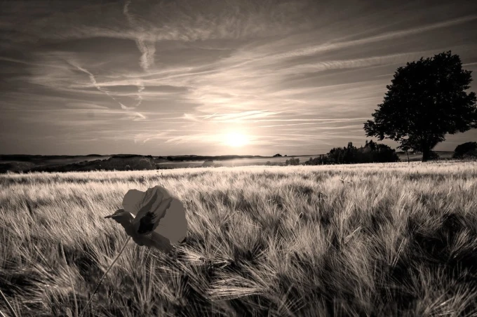 Red poppy sunset wall mural FP 4779 - Bedroom decor with light walls and natural elements.