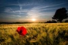 Wall mural of a red poppy at sunset FP 4779 - Graphic design featuring a red poppy against a sunset backdrop.