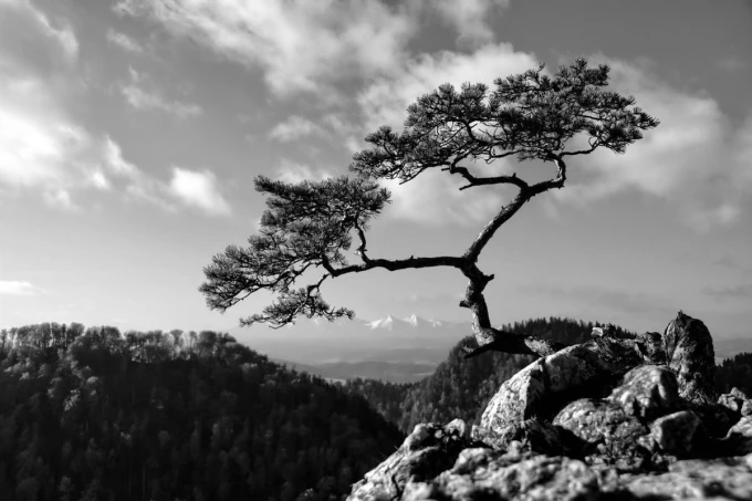 Wall mural of a tree on a rock under a clear sky, featuring a graphic design with mountains in the background.