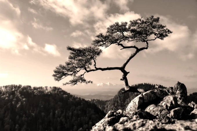 Wall mural of a tree on a rock under a clear sky FP 4803 - Graphic design featuring a tree with mountain views.