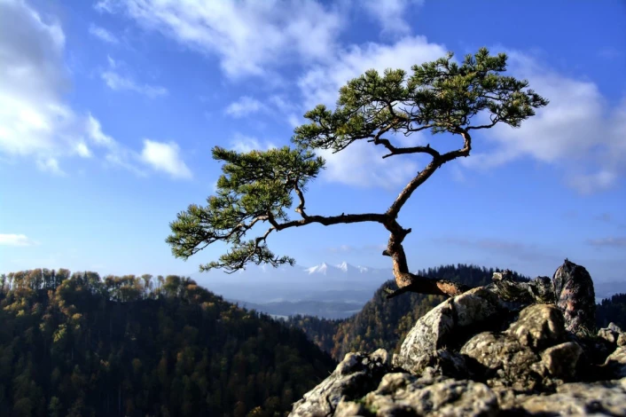 Wall mural of a tree on a rock under a clear sky FP 4803 - Graphic design featuring a tree, clouds, and mountains.