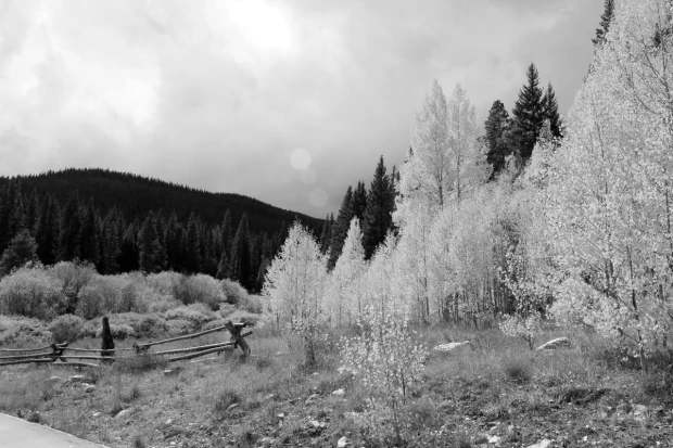 Autumn trees wallpaper in a dense forest, featuring white trees against a dark backdrop.