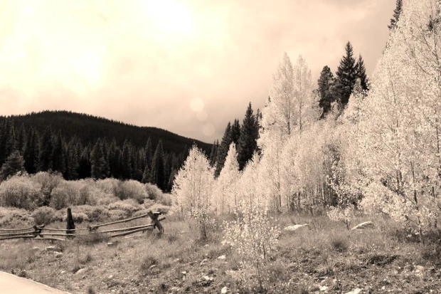 Autumn trees wallpaper in a dense forest, FP 4820 - Graphic design with trees in various shades of white.