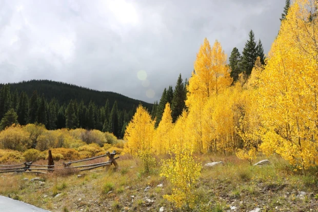 Autumn trees wallpaper in a dense forest - Graphic design. Yellow trees among green conifers.