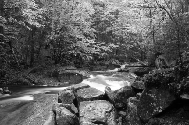 Wall mural autumn forest stream FP 4839 - Graphic design featuring a stream among stones and trees with delicate details.