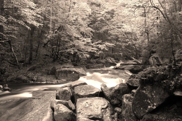 Wall mural autumn forest stream FP 4839 - Graphic design featuring flowing water, stones, and trees in shades.