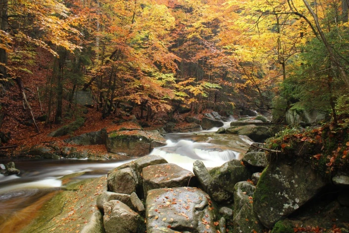 Wall mural autumn forest stream FP 4839 - Graphic pattern with flowing water, stones, and trees in vibrant colors.