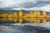 Wall mural of trees by a lake, reflected in the water. Graphic design in shades of yellow. FP 4899.