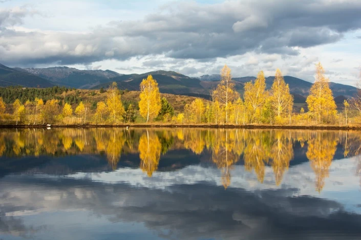 Wall mural of trees by a lake, reflected in the water. Graphic design in shades of yellow. FP 4899.