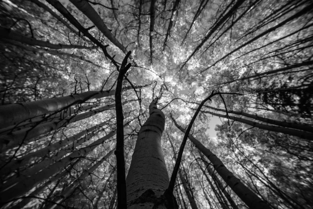 Wall mural of towering trees FP 4892 - Graphic design featuring a view of tall trees from below with a bright sky.
