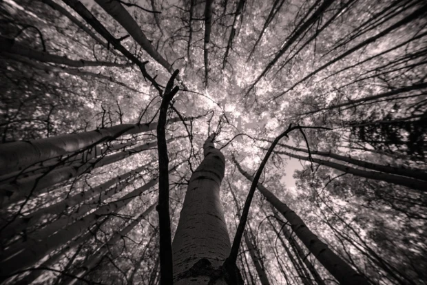 Wall mural of tall trees FP 4892 - Graphic design featuring upward-growing trees with a sky view between branches.