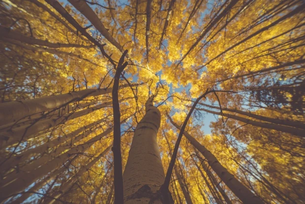 Wall mural of towering trees FP 4892 - Graphic design. View from below of tall trees with yellow leaves.