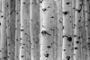 Birch wall mural FP 5089 - Graphic design. White birch trunks with dark eyes in a vertical arrangement.