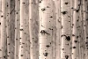 Birch tree wall mural FP 5089 - Graphic design featuring white birch trunks with dark spots in the background.