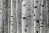 Birch wall mural FP 5089 - Graphic design with white trunks, dark spots, and subtle wood grain.