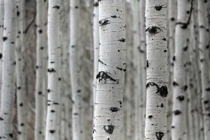 Birch wall mural FP 5089 - Graphic design with white trunks, dark spots, and subtle wood grain.
