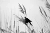 Wall mural Autumn Bird FP 5087 - Graphic design. Black bird against a backdrop of tall grasses in shades of gray.