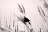 Wall mural Autumn Bird FP 5087 - Graphic design. Black bird against a backdrop of tall grasses in shades of gray.