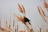 Autumn bird wall mural FP 5087 - Graphic design featuring a black bird with a yellow head against a light sky.