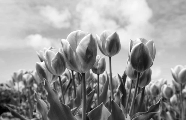 Wall mural of pink tulips against a blue sky FP 5165 - Graphic design. Tulip flowers in various arrangements.